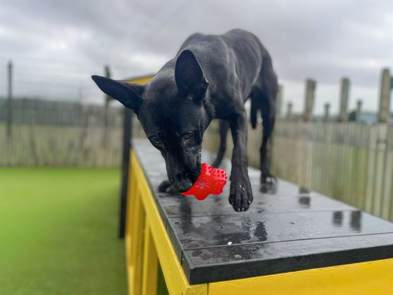 Raven - Image 2 of 6