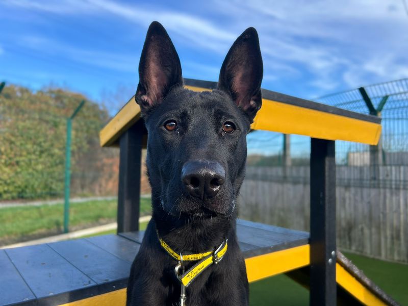 Raven - Image 6 of 6