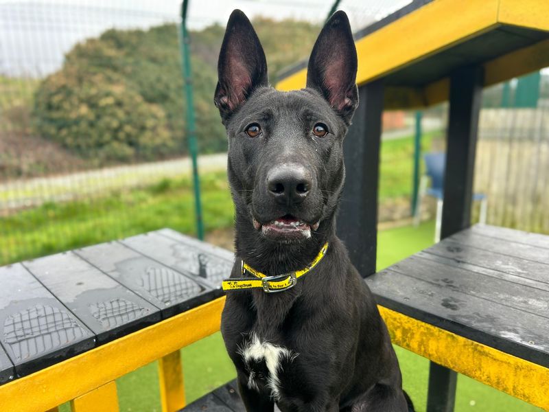 Raven - Image 3 of 6