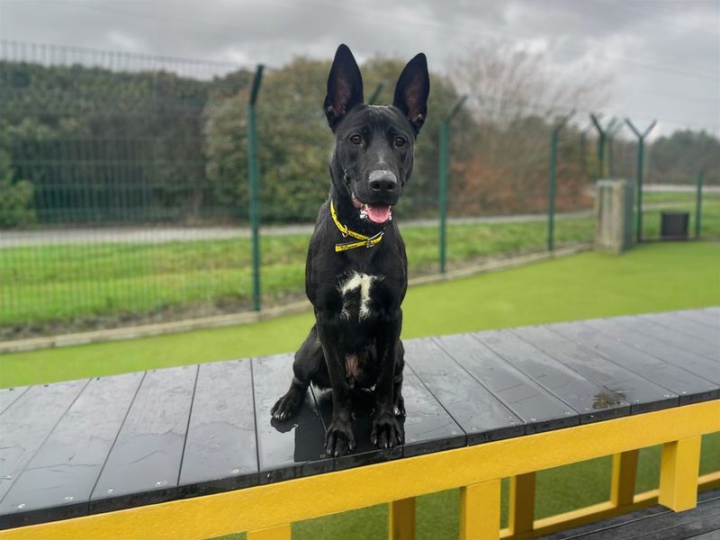 German Shepherd for adoption in Wickford, Essex – 5 years old