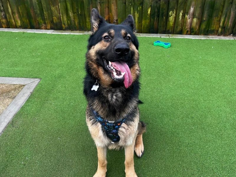 German Shepherd for adoption in Cardiff, Glamorgan – 1 year old