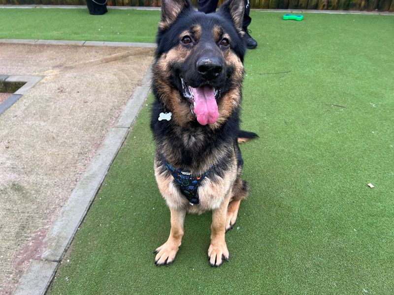 German Shepherd for adoption in Cardiff – 1 year old - Image 2 of 5