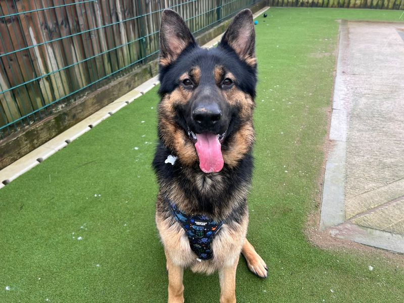 German Shepherd for adoption in Cardiff – 1 year old - Image 5 of 5