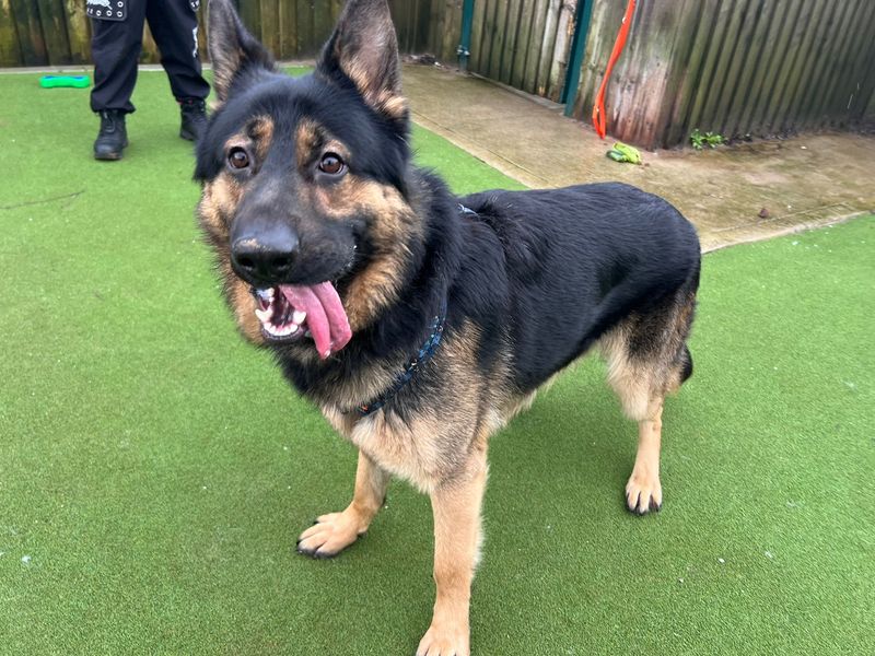 German Shepherd for adoption in Cardiff – 1 year old - Image 4 of 5