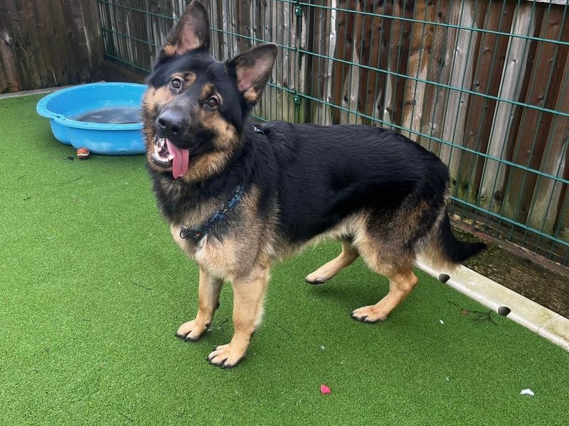 German Shepherd for adoption in Cardiff – 1 year old - Image 3 of 5