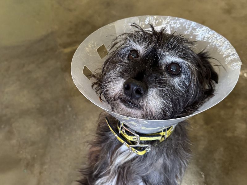 Jessica, a 8 years old female Unknown available for adoption from Dogs Trust in Basildon, Essex