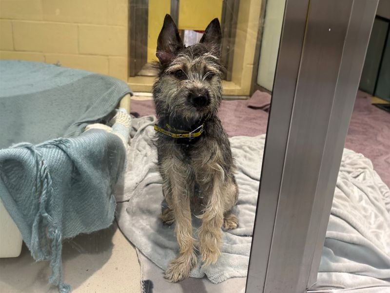 Jack Russell Terrier for adoption in Wickford, Essex – 6 months old