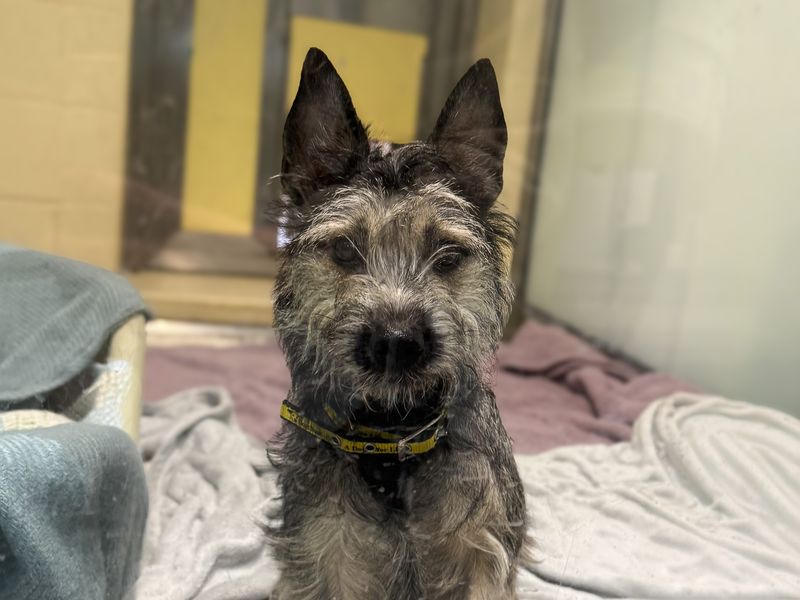 Jack Russell Terrier for adoption in Wickford, Essex – 6 months old - Image 2 of 2