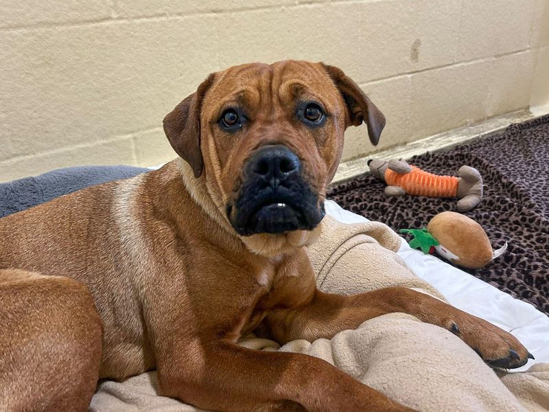 Mastiff for adoption in Wickford, Essex – 2 years old - Image 2 of 4