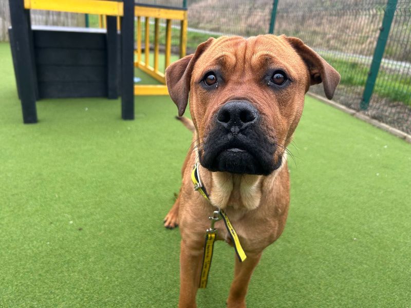 Mastiff for adoption in Wickford, Essex – 2 years old - Image 3 of 4