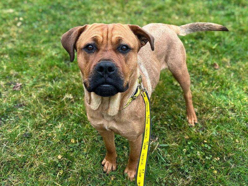 Mastiff for adoption in Wickford, Essex – 2 years old - Image 4 of 4