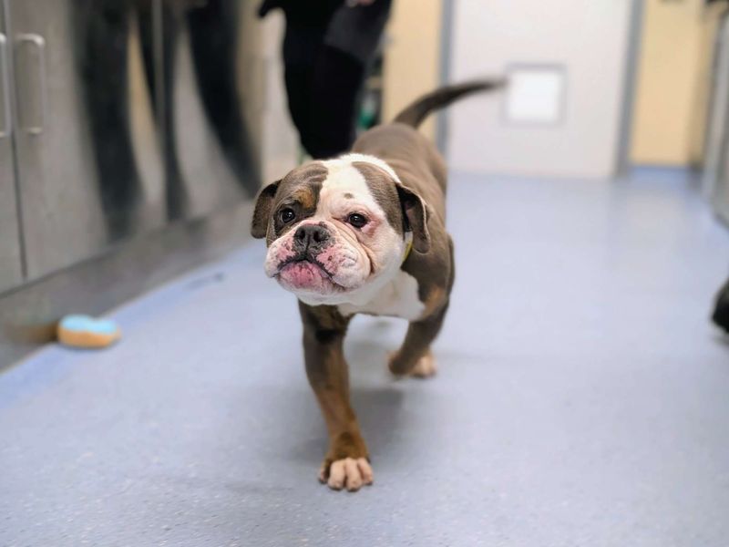 English Bulldog for adoption in Cardiff, Glamorgan – 3 years old