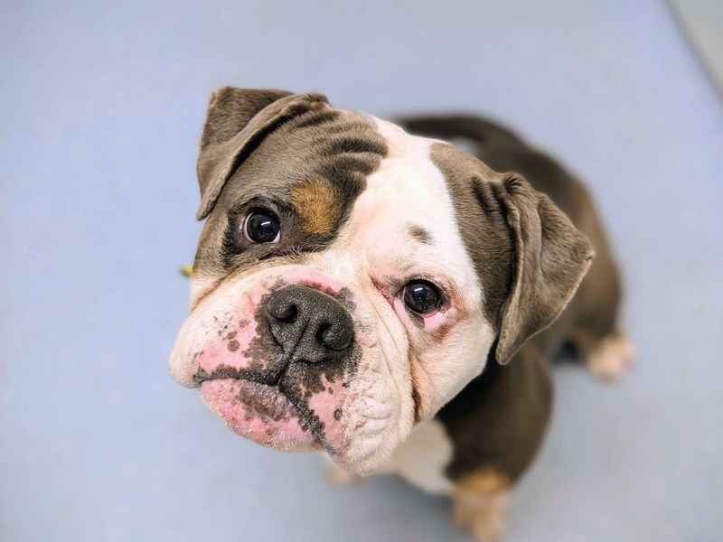 English Bulldog for adoption in Cardiff – 3 years old - Image 2 of 2