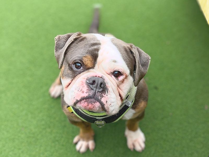 Mitch, a 4 years old male Unknown available for adoption from Dogs Trust in Splott, Wales