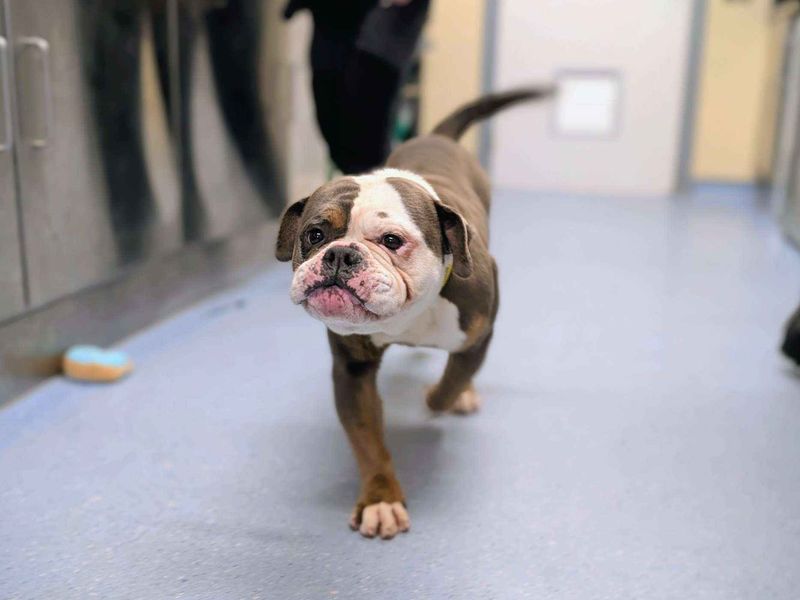 Mitch, a 4 years old male Bulldog available for adoption from Dogs Trust in Splott, Wales