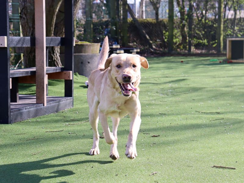 Koa, a 2 years old male Labrador available for adoption from Dogs Trust in Glasgow, Scotland