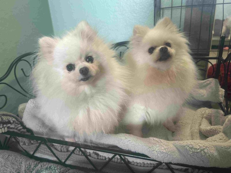 Lia, a 6 years old female Pomeranian available for adoption from Dogs Trust in Leicestershire