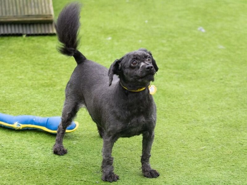 Cocker Spaniel Dogs And Puppies For Adoption