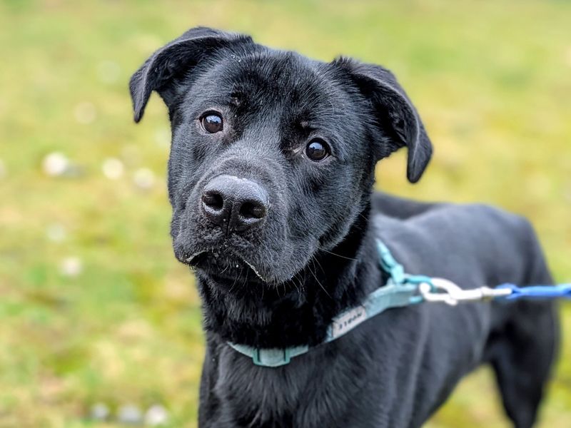 Boxer Dogs And Puppies For Adoption