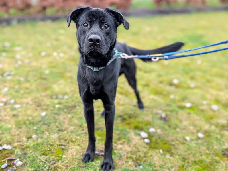 Viktor - Image 3 of 5