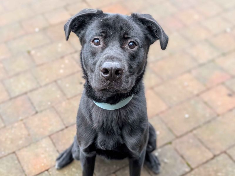 Viktor - Image 5 of 5