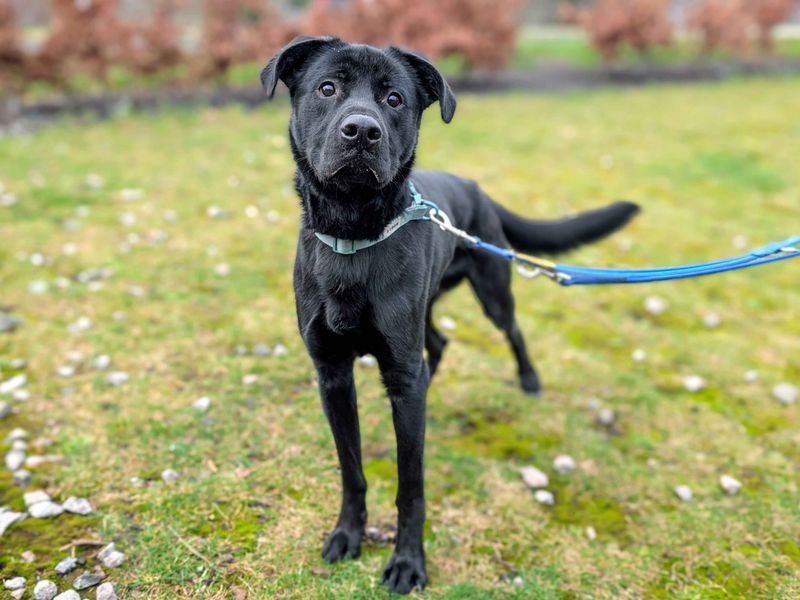 Viktor - Image 2 of 5