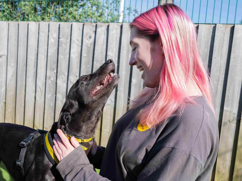 Silkie | Lurcher | Cardiff - 1