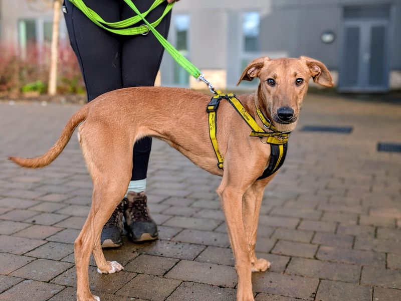 Ottie | Lurcher | Cardiff - 1