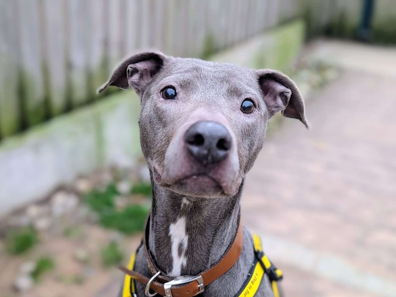 Asher, a 4 years old female Unknown available for adoption from Dogs Trust in Splott, Wales