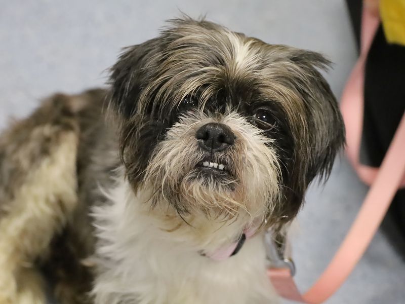 Gracey | Shih Tzu | Leeds - 1