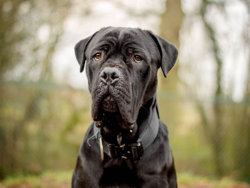 Cane Corso for adoption in Kenilworth, Warks – 1 year old