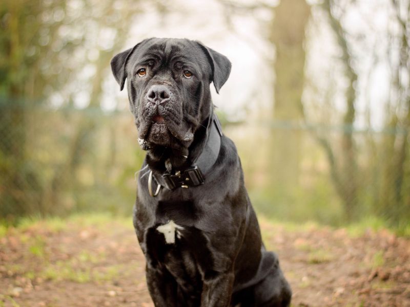 Cane Corso for adoption in Kenilworth, Warwickshire – 1 year old - Image 2 of 5
