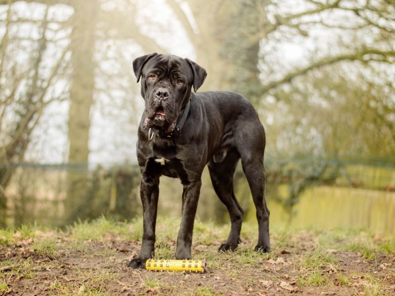 Cane Corso for adoption in Kenilworth, Warwickshire – 1 year old - Image 4 of 5