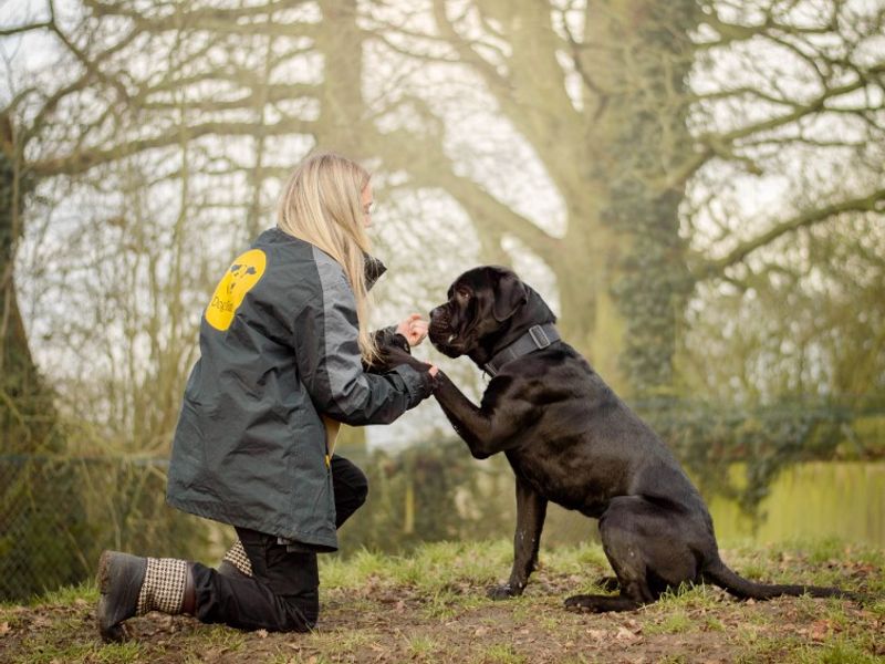 undefined | Italian Corso Dog | undefined - 5