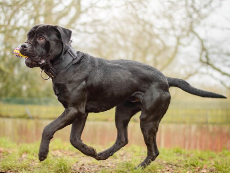 Cane Corso for adoption in Kenilworth, Warwickshire – 1 year old - Image 3 of 5