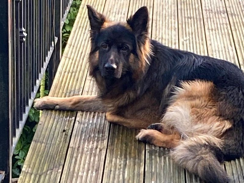 German Shepherd for adoption in Wickford, Essex – 2 years old - Image 4 of 5