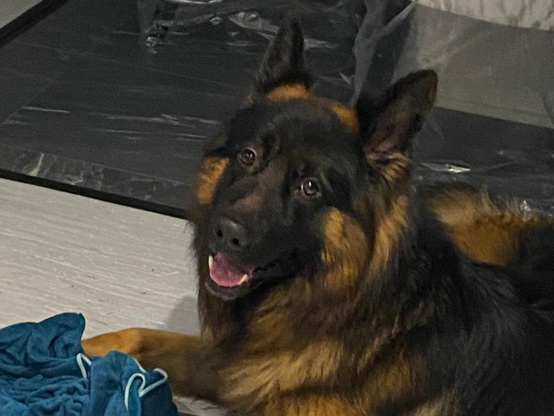 Koda | German Shepherd Dog | Basildon (Essex) - 1