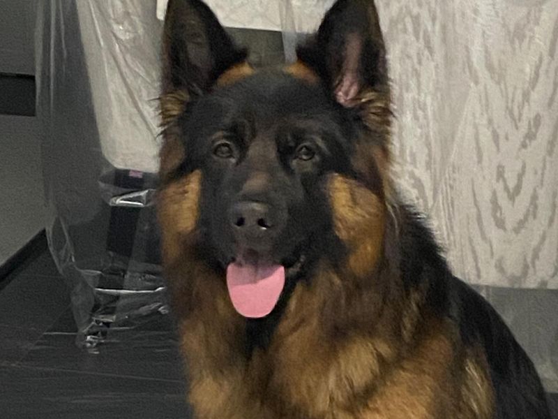 German Shepherd for adoption in Wickford, Essex – 2 years old - Image 2 of 5