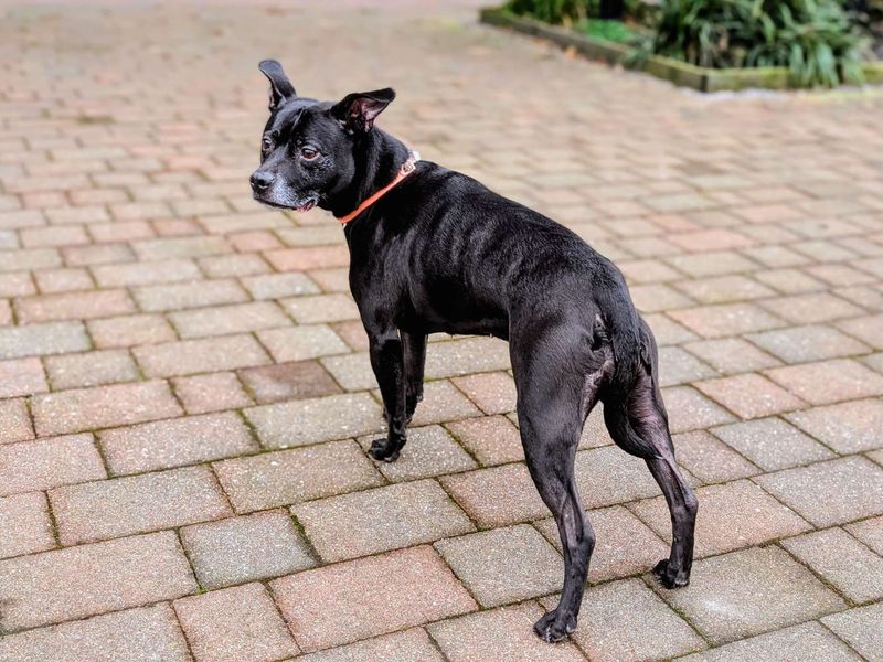 Staffordshire Bull Terrier for adoption in Cardiff, Glamorgan – 7 years old