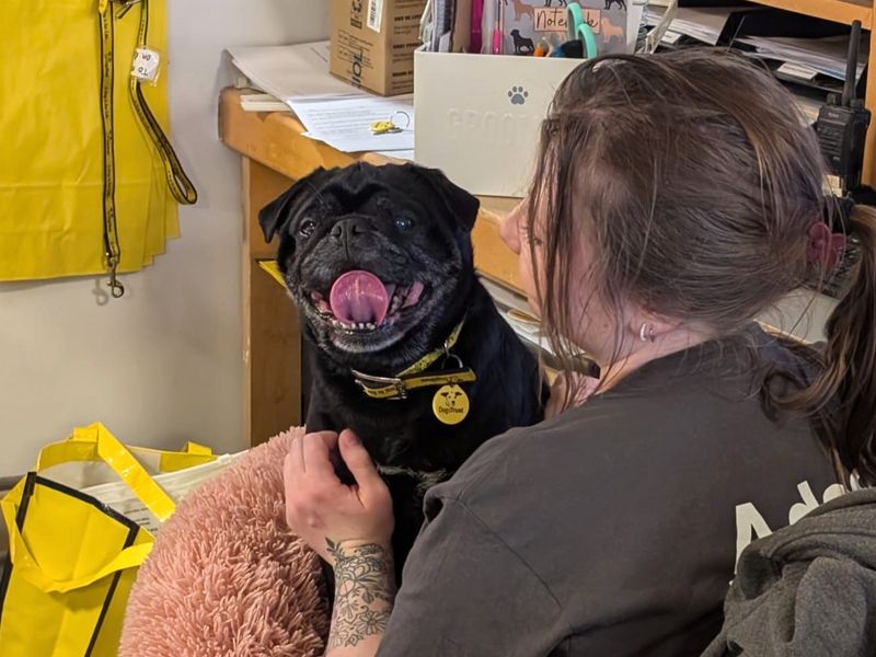 Harry P | Pug | Shoreham (Sussex) - 1