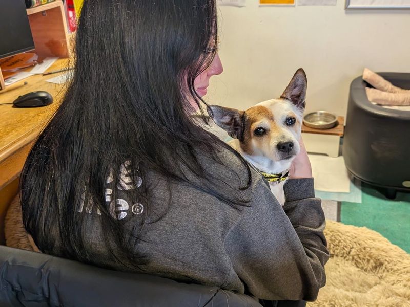 Brian | Terrier (Jack Russell) | Shoreham (Sussex) - 1