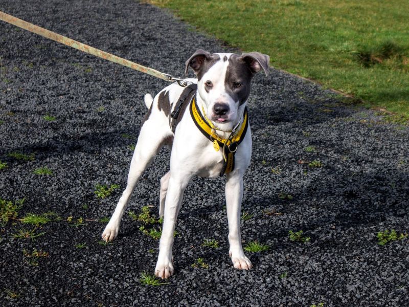 Staffordshire Bull Terrier Dogs And Puppies For Adoption