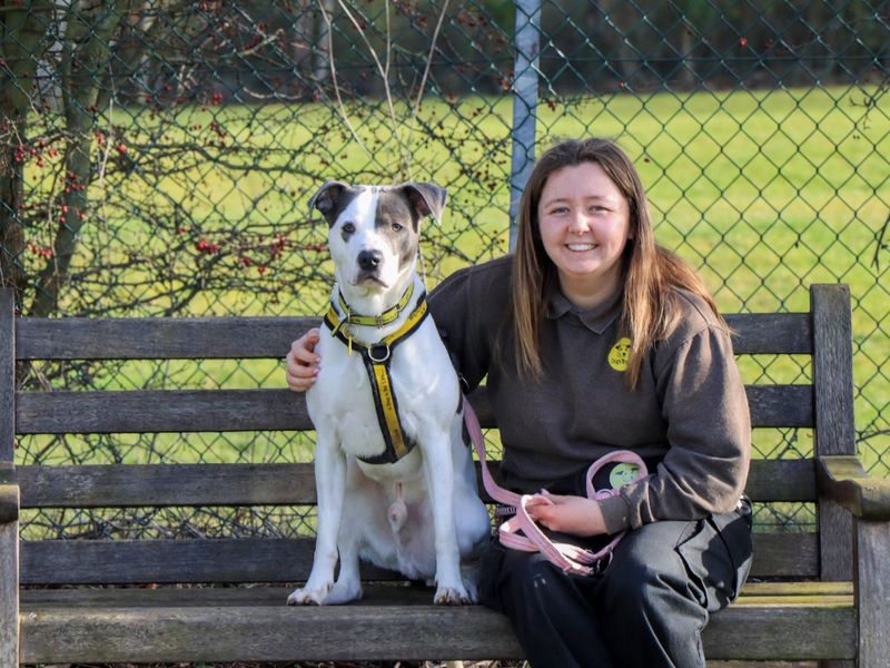 Jester, a 2 years old male Terrier available for adoption from Dogs Trust in Evesham, West Midlands