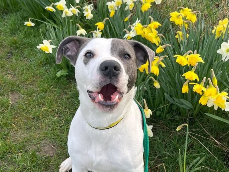 Jester, a 2 years old male Terrier available for adoption from Dogs Trust in Evesham, West Midlands