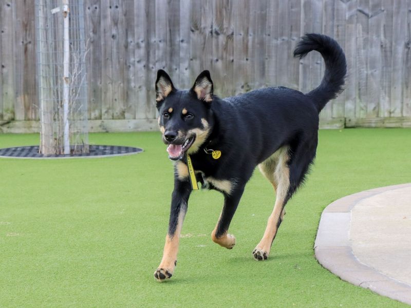 German Shepherd for adoption in Evesham, Worcestershire – 7 months old