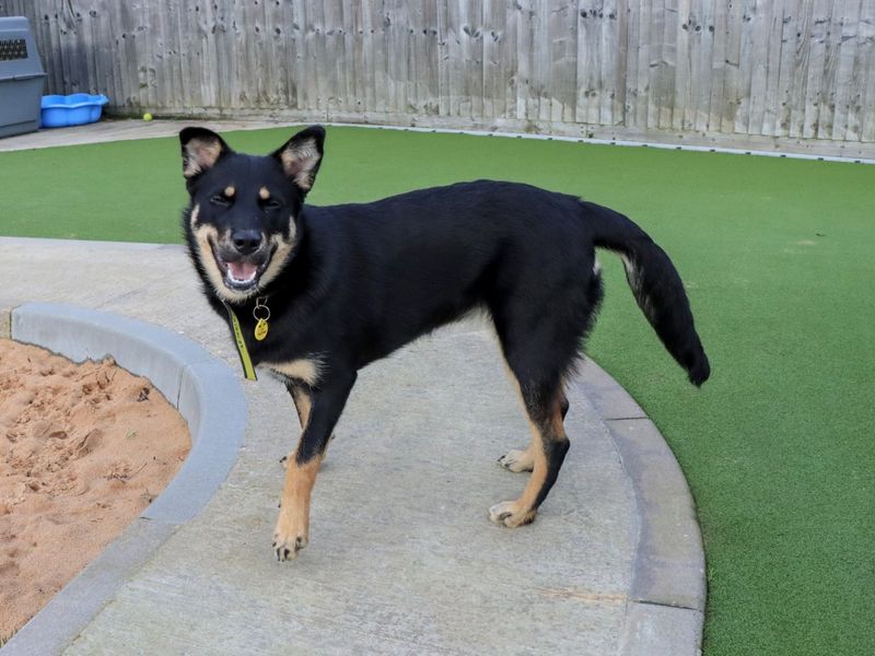 German Shepherd for adoption in Evesham, Worcestershire – 7 months old - Image 6 of 7
