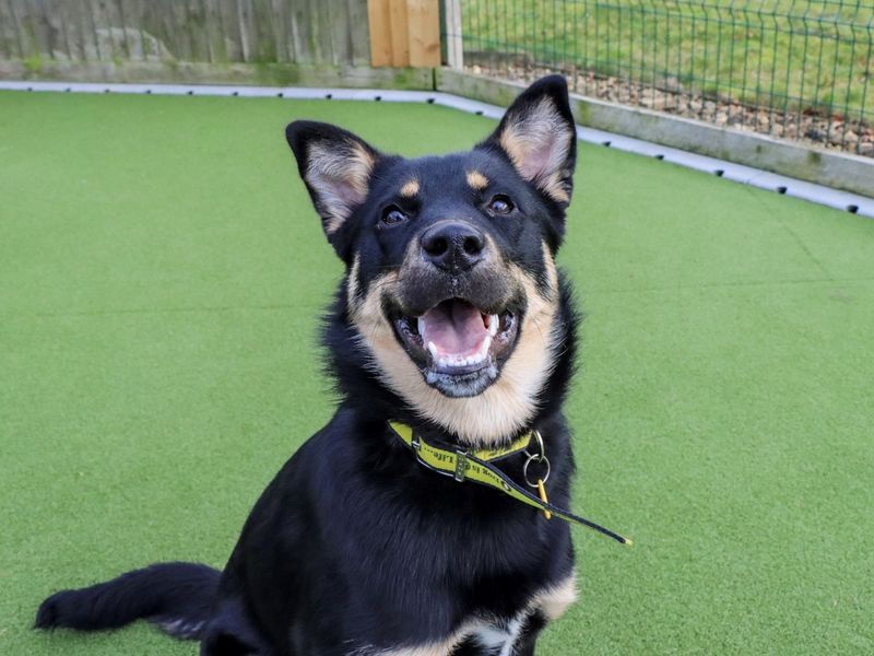 Pudding, a Unknown old female Unknown available for adoption from Dogs Trust in Evesham, West Midlands