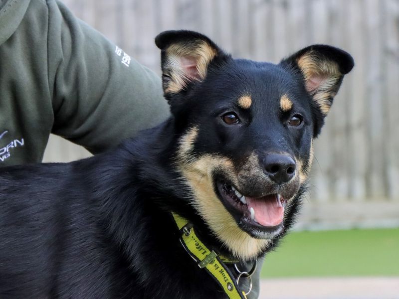 German Shepherd for adoption in Evesham, Worcestershire – 7 months old - Image 7 of 7