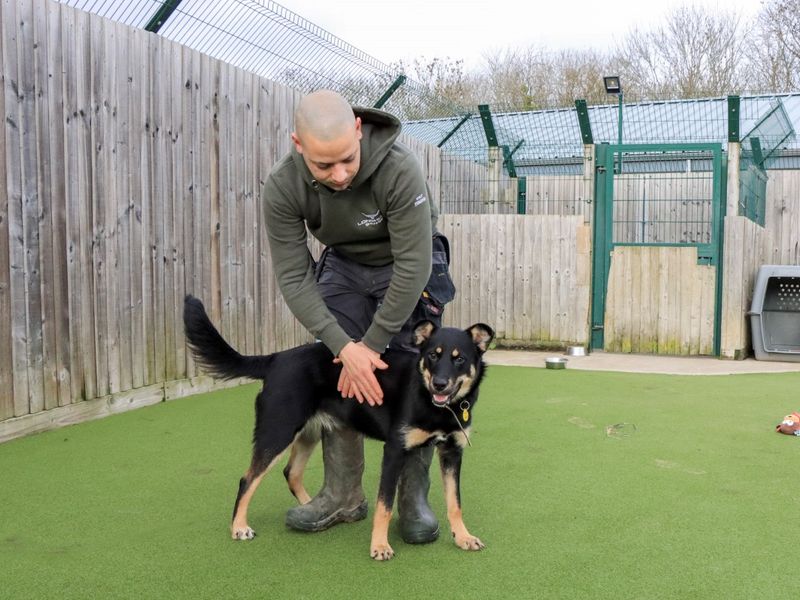 German Shepherd for adoption in Evesham, Worcestershire – 7 months old - Image 5 of 7