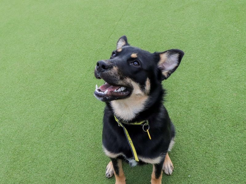 German Shepherd for adoption in Evesham, Worcestershire – 7 months old - Image 4 of 7